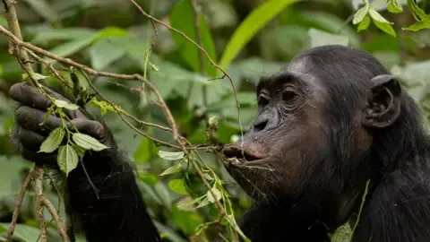Chimpanzees Ingesting a Daily Dose of a Beer Daily from Ripe Fruit, Study Shows