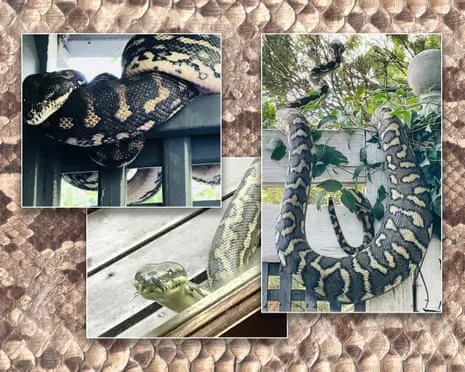 Embracing the Snakes in My Ceiling: A Journey from Fear to Fascination