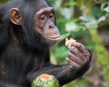 Wild Chimps Consume Everyday Alcohol Equivalent to a Pint from Fermented Figs